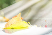 界顶级选手 界顶级选手